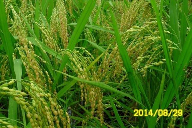 ▲ 산두밭벼. 밭벼는 기후변화와 가뭄에 비해 심으면 좋을 종자다. 옛날에는 밭벼를 논에다 심기도하고 논벼도 밭에 심었다. 땅에 잘 적응하기 때문이다. 밭벼는 부분 찰벼인데 맛이 좋다. ⓒ이영동