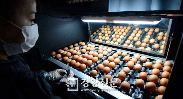 손길 바쁜 계란 선별 16일 경기 양주시의 한 산란계 농장에서 직원이 기계를 이용해 계란 분류작업을 벌이고 있다. 김영민 기자 viola@kyunghyang.com
