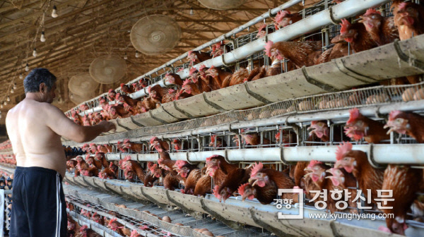 2012년 8일 인천 강화군 불은면의 양계장에서 한 축산농민이 윗도리를 벗은 채 달걀을 수거하고 있다. 당시 폭염으로 이 농가의 3만5000여마리 닭 중  300여 마리가 폐사했다. / 김창길 기자 cut@kyunghyang.com