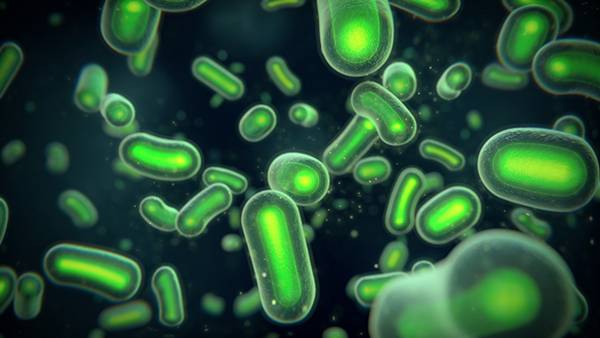 프로바이오틱스는 장 속 유익균을 높이는 역할을 한다/사진=헬스조선 DB