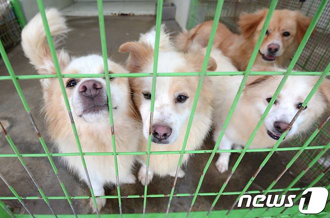 지난달 30일 경기도 안성시 사설 유기견 보호소에 살고 있는 개들의 모습.2017.7.30/뉴스1 © News1 오장환 기자