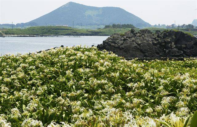 토끼섬의 문주란