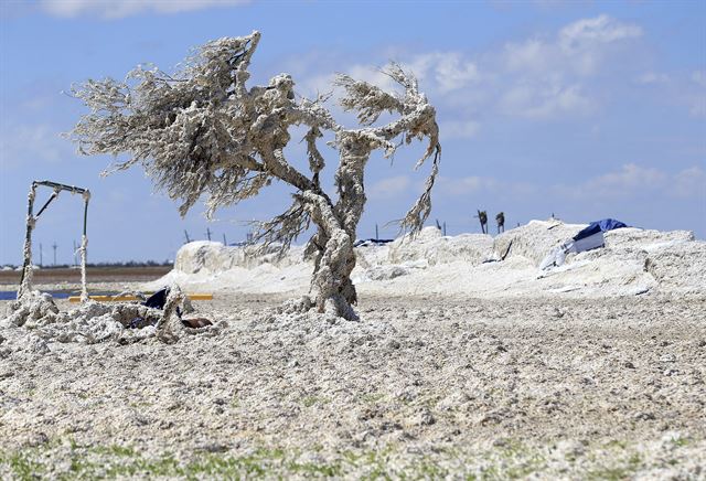미 텍사스주를 강타한 카테고리 4등급 허리케인 하비가 열대폭풍으로 세력이 약화되었지만 느리게 이동하면서 폭우가 계속 되고 있는 가운데 29일(현지시간) 텍사스주 베이사이드 부근의 한 나무가 면화에 덮여 있다.  AP 연합뉴스