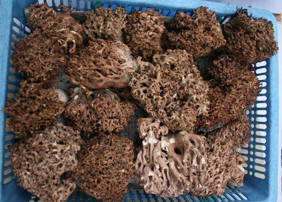 2010년 9월 25일 풍기역전 시장에 나온 참싸리버섯.