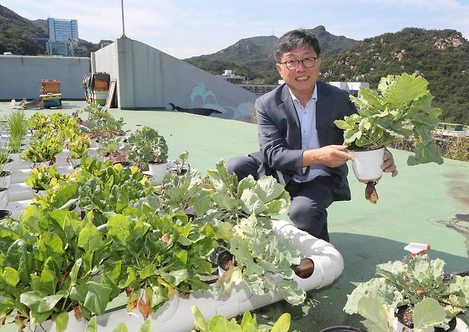 서울대 건설환경공학부의 한무영 교수가 지난 4일 서울대 공학관 옥상에 있는 파이프형 텃밭에서 키우고 있는 채소를 들어보이고 있다.파이프형 텃밭은 보통 텃밭을 조성하기 어려운 옥상에 설치할 수 있다. 김춘식 기자