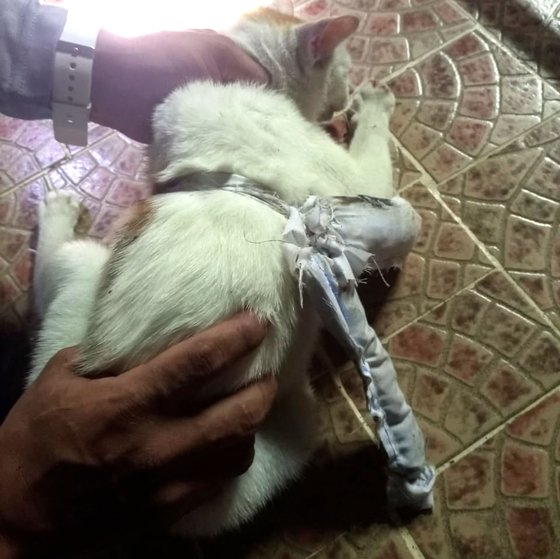 지난 16일(현지시간) 파나마 카리브해 연안 콜론주의 누에바 에스페란사 교도소를 들어가던 고양이의 몸에 마약으로 추정되는 가루가 담긴 천 주머니가 묶여 있다. afp=연합뉴스