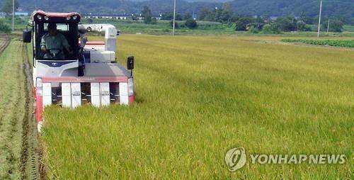 Government to buy 157,000 tons of rice to stabilize prices