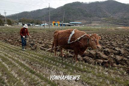 풍년 농사 소 쟁기질