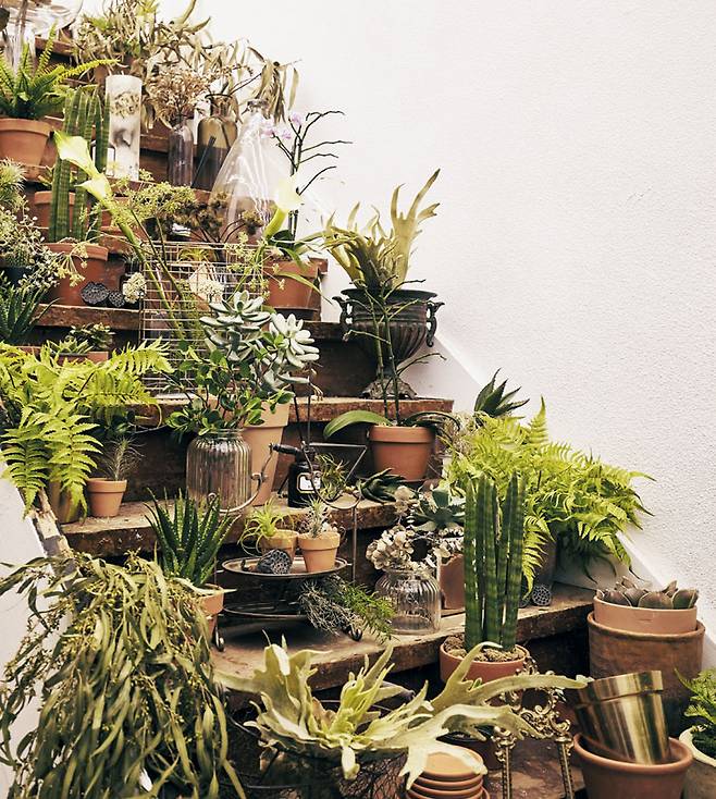 ‘더 멘션’의 다양한 식물. 황수현 플로리스트는 “유행에 따르기보다 자기가 잘 키울 수 있는 식물을 사는 게 중요하다”고 조언했다.
