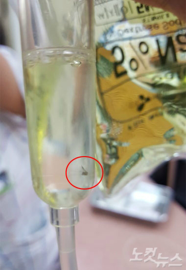 보호자 김모(32) 씨가 17일 수액 주머니에서 발견한 날벌레 (사진=보호자 제공)