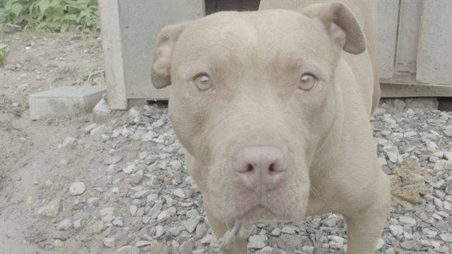 맹견으로 분류되는 핏불은 사냥이나 투견 목적으로 사육되는 경우가 많다. 어웨어 제공