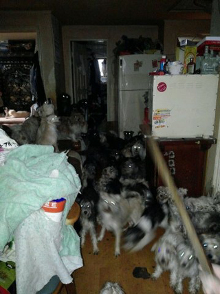 지난 6월2일 동물사랑실천협회 활동가가 애니멀 호더의 집을 현장조사하며 찍은 사진이다. 어두침침한 집안에는 방마다 심지어 화장실에까지 개들이 꽉 차 있었다. 동물사랑실천협회 제공