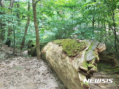 【서울=뉴시스】박정규 기자 = 강원 평창 오대산 월정사 전나무숲길의 이끼 낀 전나무. 2017.9.22 photo@newsis.com