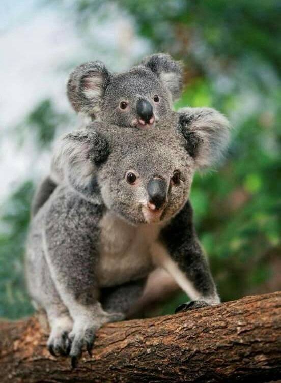 코알라는 자식을 알뜰히 보살핀다. [사진 백재권]