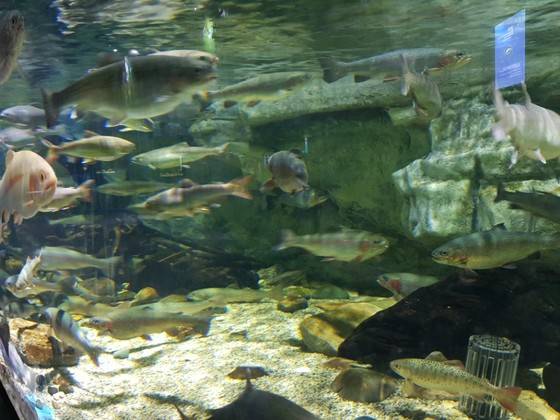 다누리 아쿠아리움에는 세계 각국의 민물고기를 볼 수 있다. 최종권 기자