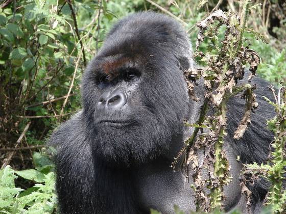 영화 <킹콩>의 실제 모델인 르완다 마운틴 고릴라. 사진 속 고릴라는 르완다 볼캉국립공원의 명물이었던 '실버백' 칸츠비(Cantsbee)다.[다이앤포시재단]