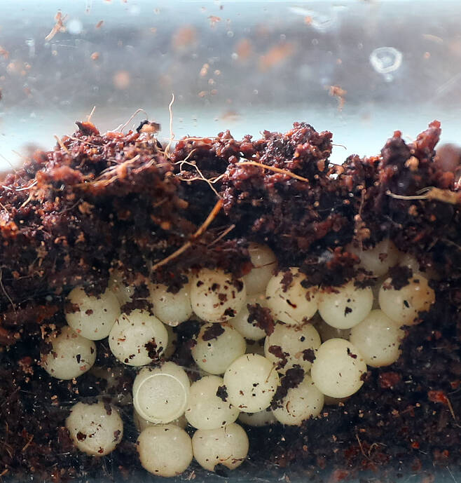 달팽이는 습기가 많은 곳으로 파고 들어가서 알을 낳는다. 부화까지 15~30일 정도가 걸린다. 우상조 기자