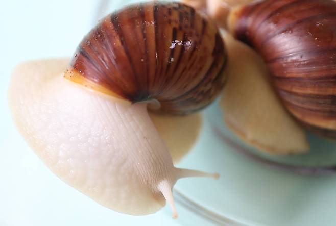 껍데기의 맨 앞부분의 노란띠가 성장선이다. 뚜렷한 색을 띤다면 건강하게 자라고 있다는 의미다. 우상조 기자