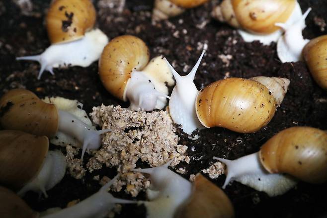 야행성인 달팽이는 소리에는 민감하지 않지만 움직임과 빛에는 예민해 잦은 진동에는 스트레스를 크게 받는다. 우상조 기자