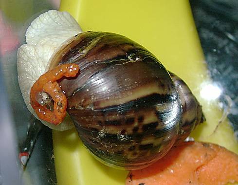 먹이 색깔에 따라 달팽이의 배설물 색깔이 변한다. 당근을 먹은 백와 달팽이의 배설물이 먹이 색깔과 동일하다. [사진 팽이랑농원]