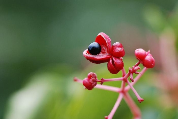 보석 같은 말오줌때 열매 속의 씨