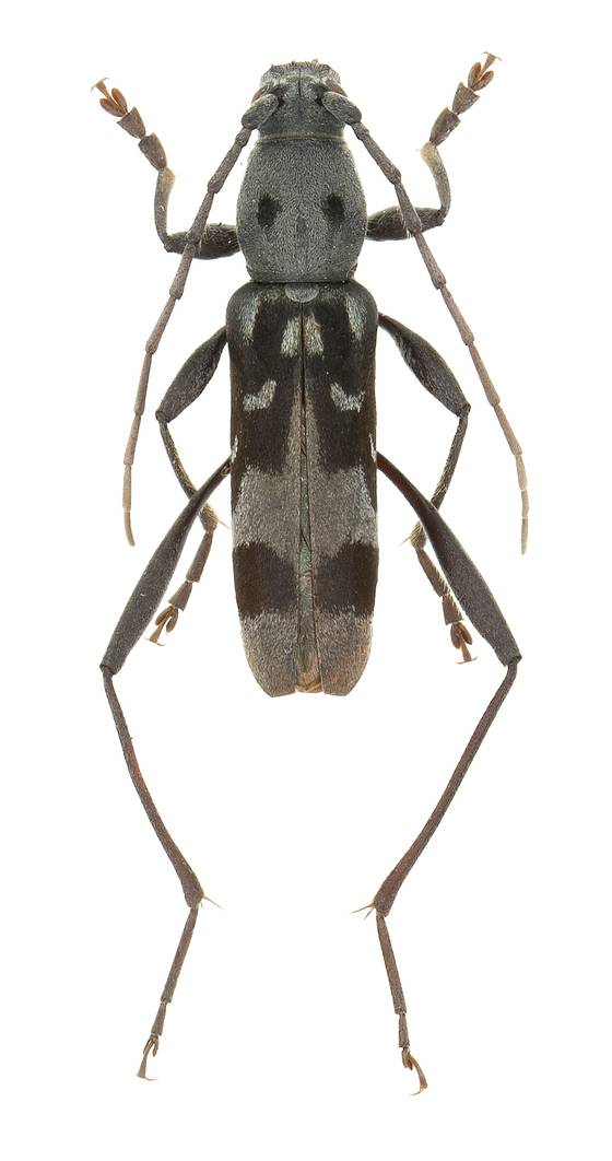 서울에서 처음 발견된 서울가시수염범하늘소(Seoul longhorn beetle)는 이번에 영문명을 처음으로 얻게 됐다. [사진 국립생물자원관]