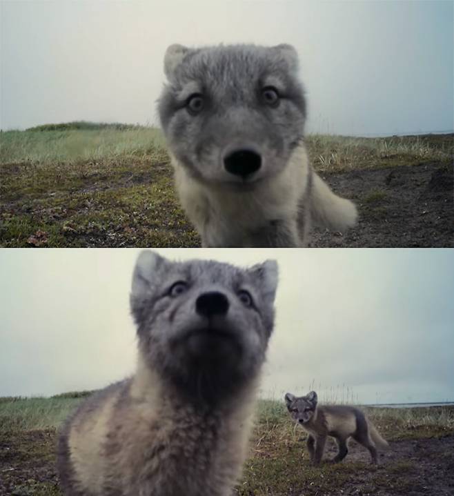 유튜브 영상 캡처. Nature on PBS.