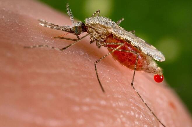 말라리아 모기가 피를 빠는 모습. 은밀하게 접근해 도망치는 것이 무엇보다 중요하다. 미국질병통제본부(CDC), 위키미디어 코먼스