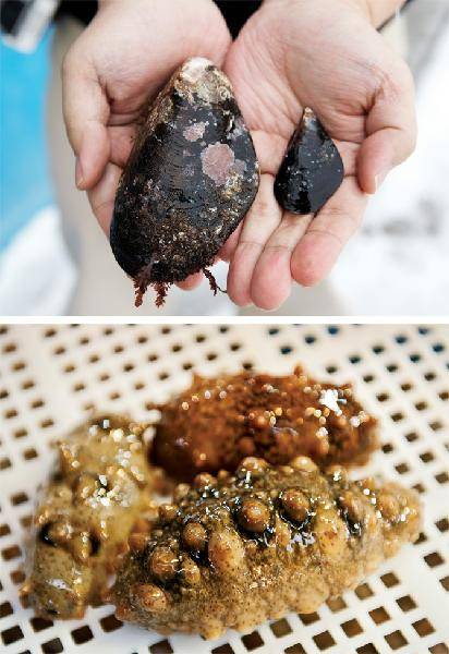 [월간산]토종 홍합인 섭(왼쪽)은 진주담치(윗쪽 사진)에 비해 훨씬 크고 껍데기도 투박하다. (아랫쪽 사진) 생긴 것이 오묘해 호불호가 극명하게 갈리는 해삼.