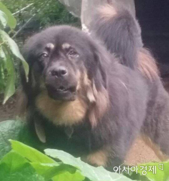 지난 8월11일 전북 무주에서 직불금 실태 조사원을 문 대형견.