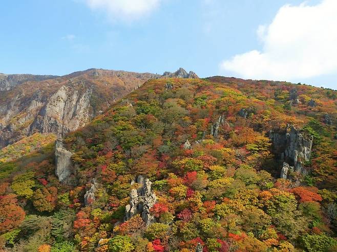 최근 절정을 이룬 한라산 단풍. 제주도 제공