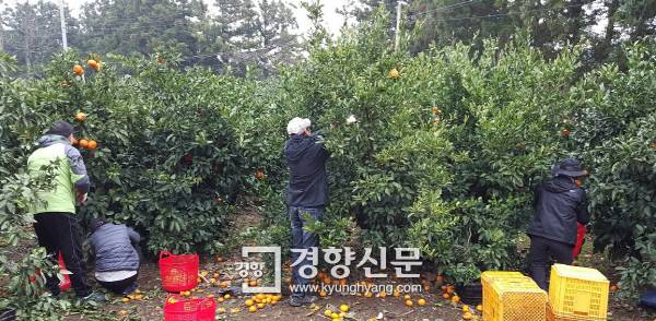 제주시 직원들이 감귤 수확을 돕고 있다. ㅣ제공=제주시