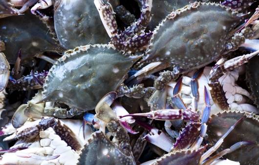 아연이 풍부한 음식-꽃게