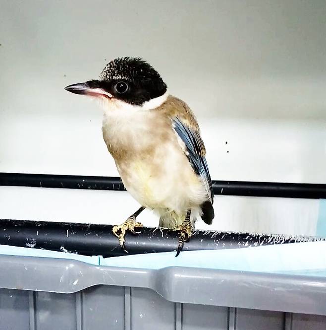 구조센터의 어린 물까치.