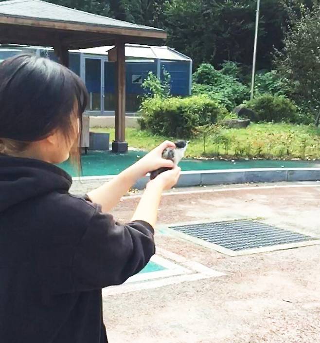 어린 물까치를 방사하는 모습.