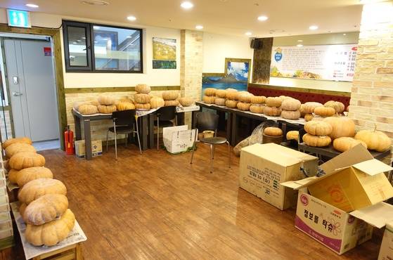 전 부치는 데 쓰려고 가을에 모아둔 늙은 호박이 창고에 쌓여있다. 골이 깊고 둥글 납작해 흔히 ‘맷돌호박’이라 부르는 종류다. 이 호박은 살이 단단하고 달다.