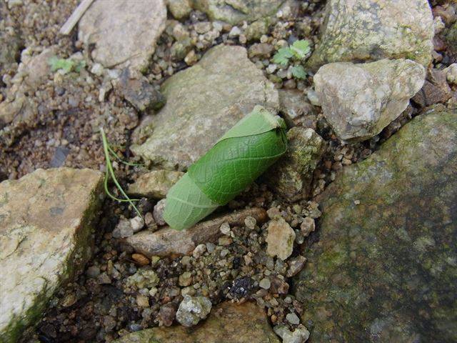 땅에 떨어진 거위벌레 요람은 지표면의 습도를 그대로 전달받아 부화한 애벌레가 먹을 수 있을 정도로 발효된다. 2012년 6월 강원 인제 점봉산 등산로에 떨어진 거위벌레 요람. 국립생태원 제공