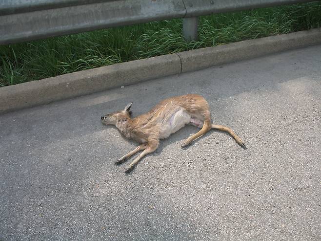 영동고속도로 원주 나들목애서 발견된 고라니 사체 [중앙포토]