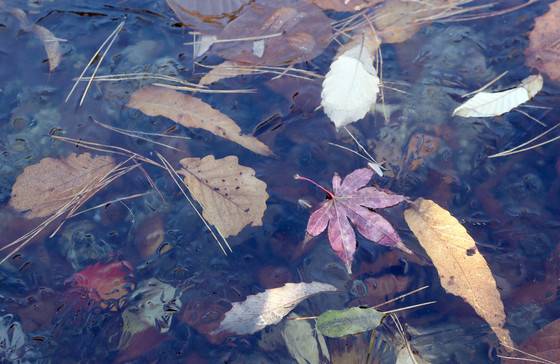 서울지역 아침 최저기온이 영하 6.6도를 기록한 19일 오전 서울 우이동 백련사 인근 계곡이 떨어진 낙엽과 함께 얼어붙어 있다. 강정현 기자