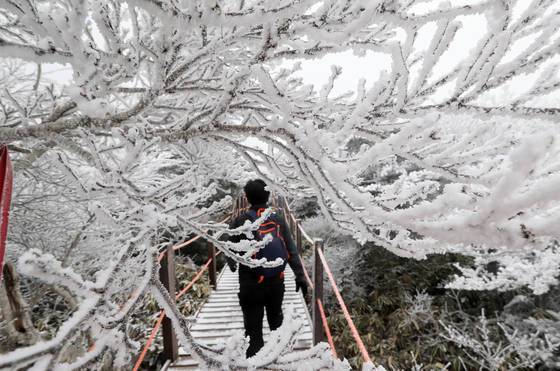 첫눈이 내린 한라산을 찾은 등반객이 19일 눈꽃이 활짝 핀 영실코스 탐방로를 걷고 있다. [연합뉴스]