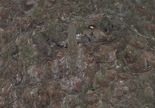 2016년 8월 부산시내 가로수에 붙어 보호색을 띤 도마뱀부치. 주로 동남아시아 지역에 서식하는 도마뱀부치는 국내에서는 부산이나 목포 등 남부 해안지방에서 발견된다. 국립생태원 제공