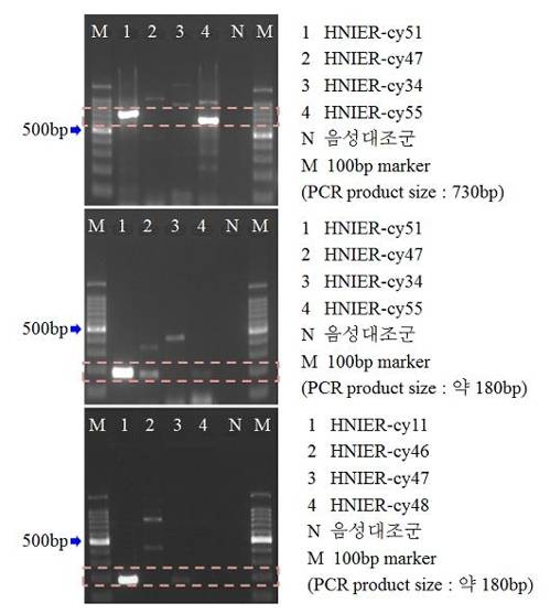 지오스민 유전자 검출 전기영동 사진 [환경부 제공=연합뉴스]