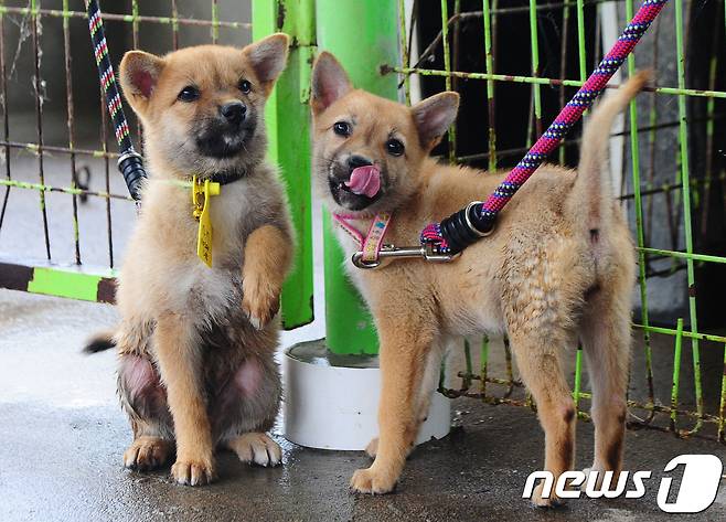 제주도축산진흥원이 공개 추첨을 통해 일반에 분양한 제주 고유종 제주개 모습.  © News1 이석형 기자