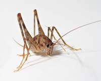 /위키미디어 커먼스