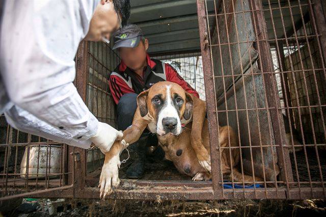 지난 9월 경기 남양주에서 휴메인소사이어티인터내셔널(HSI) 관계자들이 식용으로 도축되기를 기다리던 나라를 구조하고 있다. HSI 제공