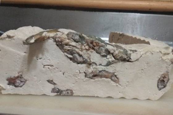 실패한 추두부. 순두부의 염도와 온도 때문에 두부 속으로 들어가지 못하고 죽어 한쪽으로 몰려있는 미꾸라지.