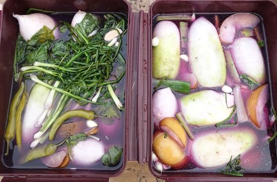 평안도 산간에서는 붉은 갓으로 동치미를 담갔다고 한다. 갓 물이 우러나 국물이 자주색이다. 왼쪽은 꿩육수를 만들어 평안도식으로 담갔고, 오른쪽은 일반 소금물로 담근 동치미다.