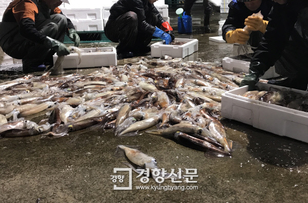 텅 빈 바닥 지난달 29일 경북 포항 구룡포 수협 활어위판장에서 어민들이 경매가 끝난 오징어를 상자에 담고 있다. 백경열 기자 merci@kyunghyang.com
