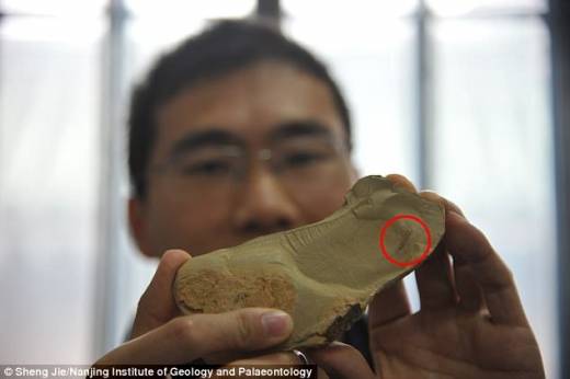 자오 팡첸 연구원과 화석 표본.