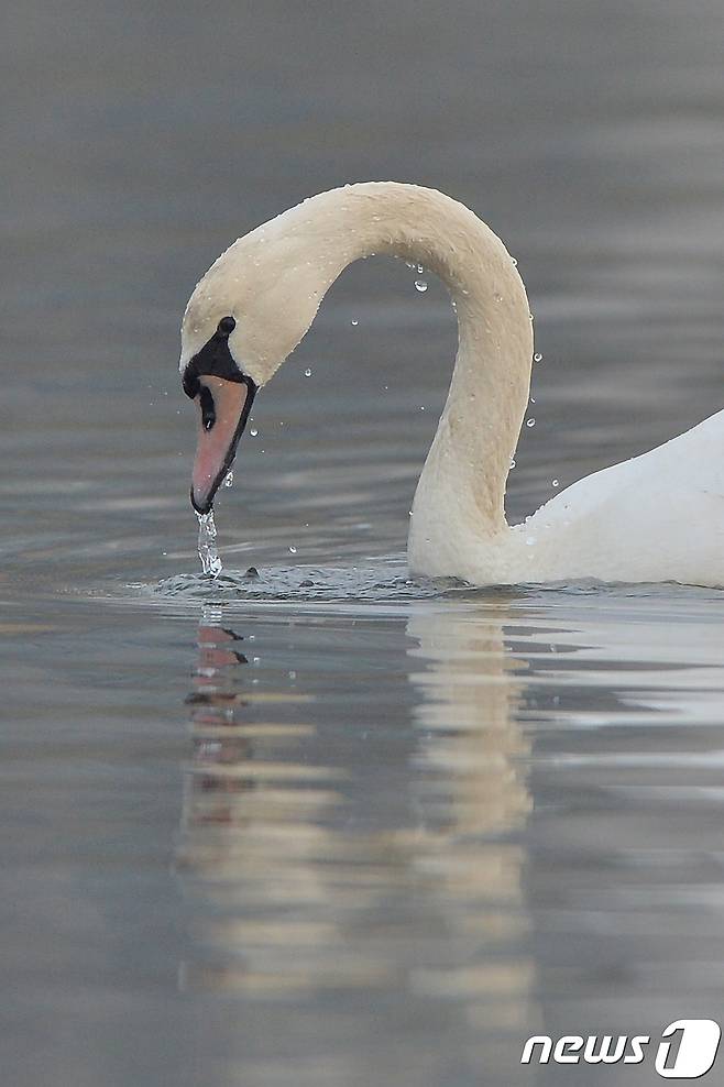멸종위기 1급이자 천연기념물 201-3호인 혹고니가 7일 오전 경북 포항시 남구 연일읍 저수지에서 수면 아래에 있는 먹잇감을 찾고 있다2017.12.7/뉴스1 © News1 최창호 기자